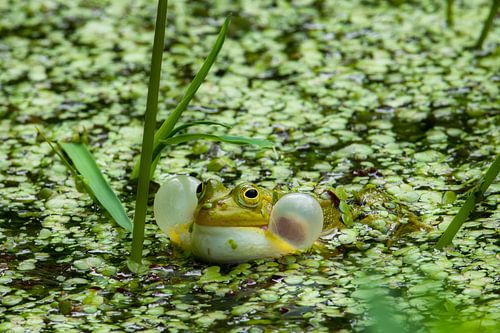 Kwaakblazende groene kikker in het kroos