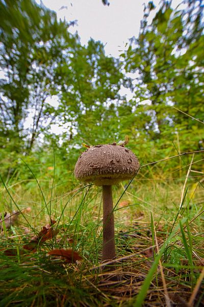 Mushroom at the edge of the forest by Franziska Brückmann