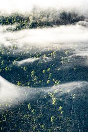 Forêt sur Vincent Vink