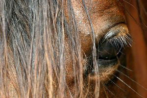 L'œil du cheval arabe sur Melissa Peltenburg