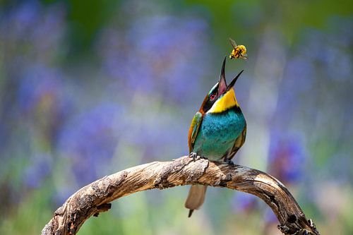 bee-eater eats bee