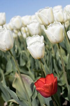 een rode tulp in een tulpenveld met witte tulpen van W J Kok