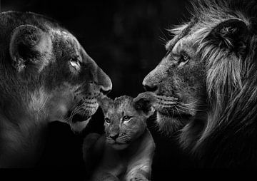 Löwenfamilie mit 1 Jungtier von Bert Hooijer