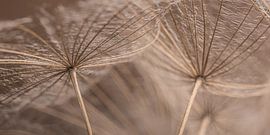 Panorama eines sehr kleinen Stücks der Natur von Marjolijn van den Berg