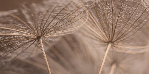 Panorama van een heel klein stukje natuur