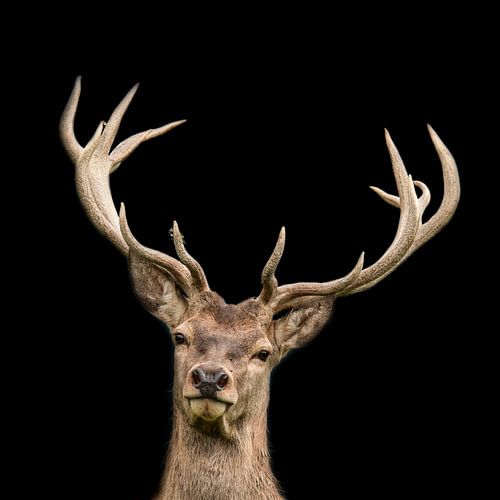 Cerf rouge, un portrait