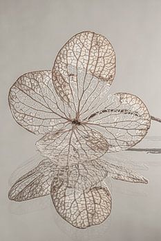 Hortensiablaadje op een spiegelend oppervlak