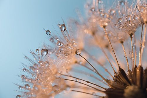 Druppels op een pluizenbol van een paardenbloem