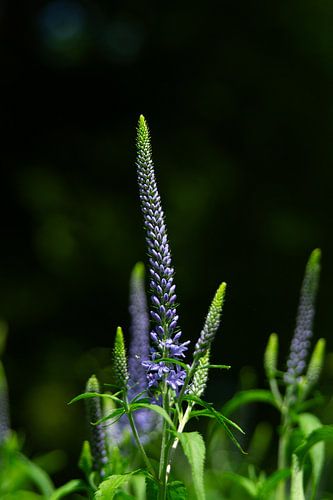 Between Light and Shadow