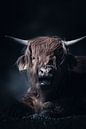 Moody portret van een Schotse Hooglander van Angelique Morees thumbnail