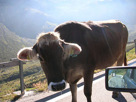 Le monde de la montagne III - Ella, la vache curieuse