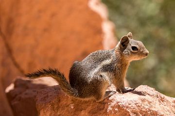 Eichhörnchen auf orangefarbenen Felsen von Kimberley Helmendag