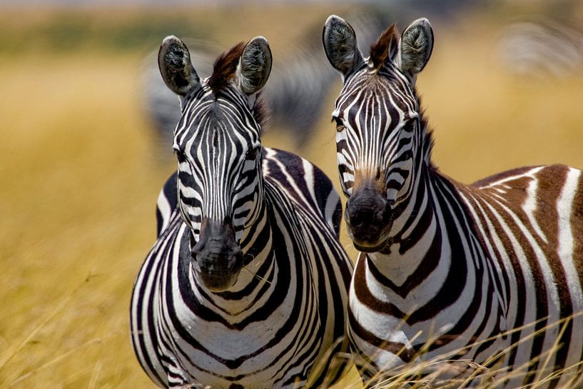 Burchell Zebras by Peter Michel