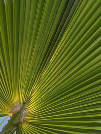 Biophilic: Urlaubsgefühl unter einem Palmblatt auf Lanzarote