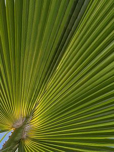 Biophilic: Urlaubsgefühl unter einem Palmblatt auf Lanzarote