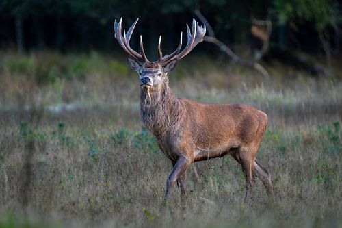 Red deer in the Veluwe
