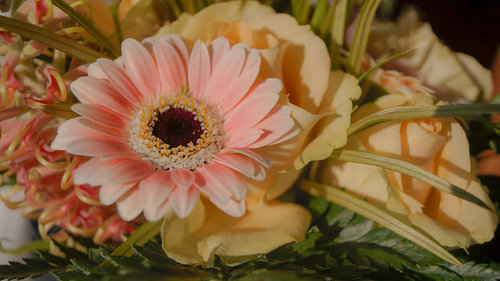 Rosa Blume