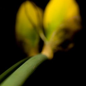 Narcissus Blume von Stephan Van Reisen