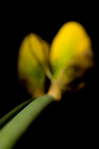 Narcis bloem van Stephan Van Reisen