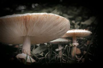 Agaricales