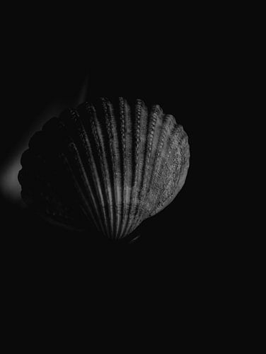 Seashell 4