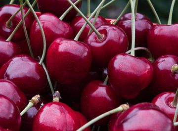 Des cerises rouges foncées biologiques savoureuses