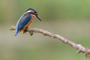 Eisvogel lauert auf Fisch