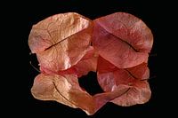 Still life of dried leaves with beautiful veining