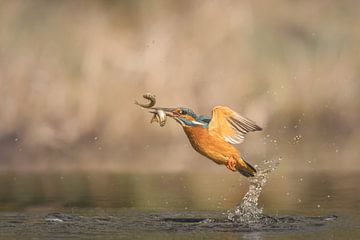 double catch ! by Gea Veldhuizen