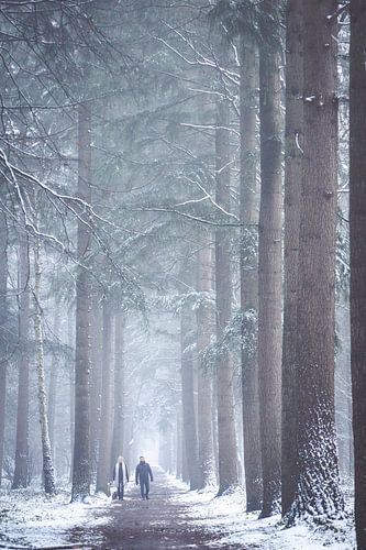Winters bomen laantje in het Zeisterbos!