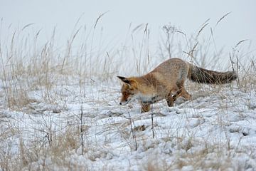 Rotfuchs ( Vulpes vulpes ) bei der Mäusejagd im Schnee von wunderbare Erde