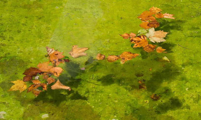 Feuilles tombées par Birgitte Bergman