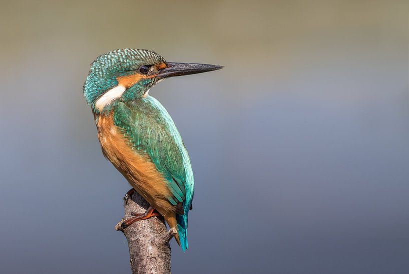 IJsvogel 1 by Ben Bokeh