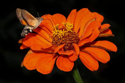 Kolibri-Schmetterling auf einer blühenden Zinnie
