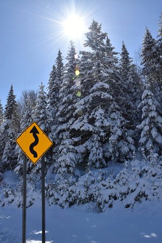 Een besneeuwd bos na de storm