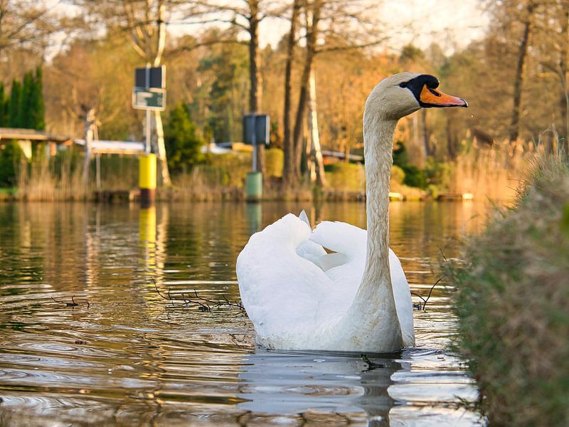 White swan, mute swan, on the water. by Martin Köbsch
