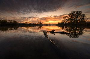 Le Biesbosch avec son magnifique coucher de soleil.