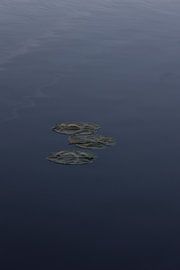 Water Lily by Maarten Borsje