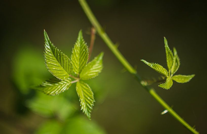 Groene bladeren in de zon (Nederland) van Marcel Kerdijk