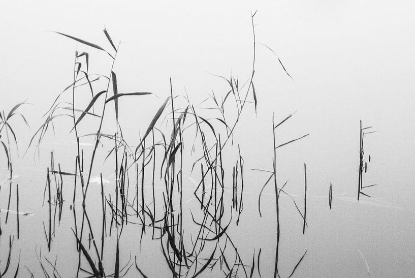 Reed stalks by Norbert Sülzner