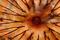 Compass of a jellyfish