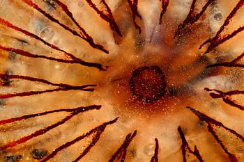 Kompass einer Qualle