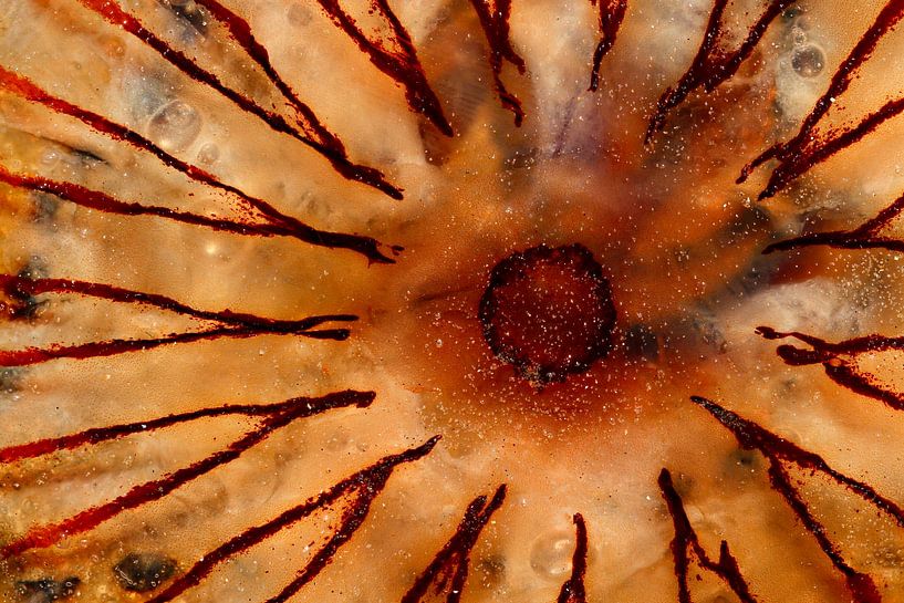 Compass of a jellyfish by Arjen Kruisman