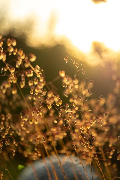 Herbe flottante en contre-jour par Andreas Nägeli