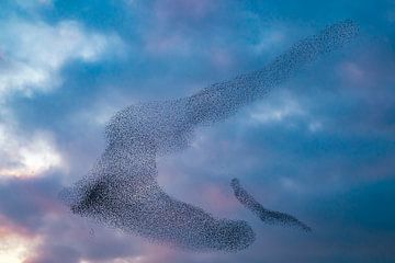 Starling murmuration during sunset at the end of the day by Sjoerd van der Wal Photography