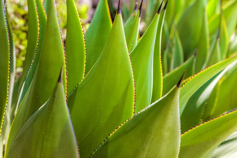 Feuilles d'agave dans le jardin de la Mortella à Ischia par Christian Müringer