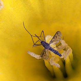 een mug op een gele lelie van W J Kok