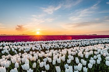 Champ de tulipes au coucher du soleil
