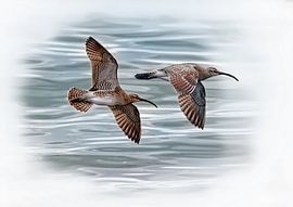 Die fliegenden Regenvögel von Babette van den Berg