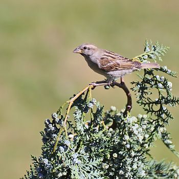 un moineau domestique perché sur une branche